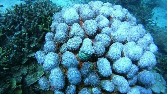 珊瑚是多种鱼类的家园