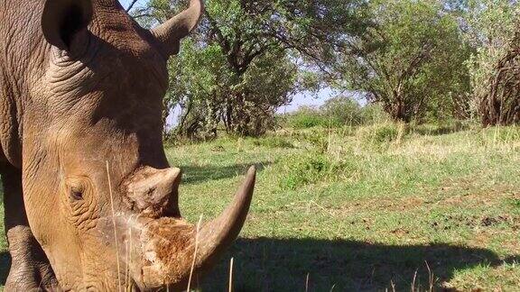 在非洲大草原上吃草的犀牛