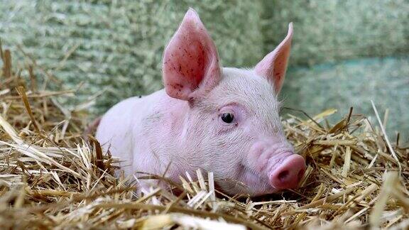 一只刚出生的小猪站在农场的一根稻草上26、生物观念动物健康友情爱护自然纯素和素食风格对动物的尊重