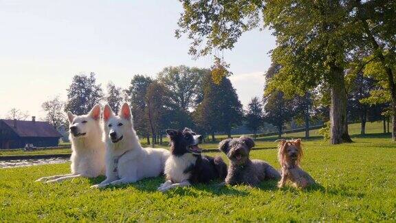 5只狗躺在公园里从最大的到最小的惊人的弧线拍摄