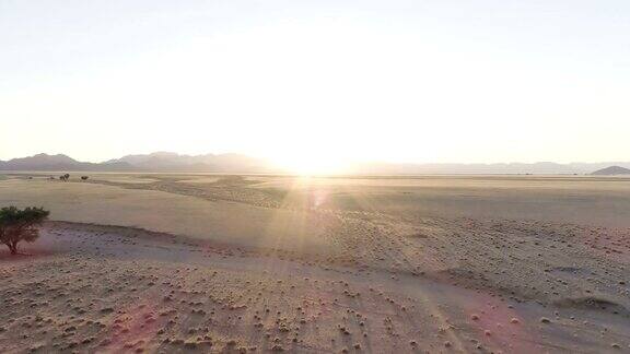 日落时分的纳米比亚沙漠道路和树木的鸟瞰图