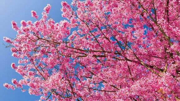 春天的景色有美丽的粉红色樱花散景的背景太阳和蓝天
