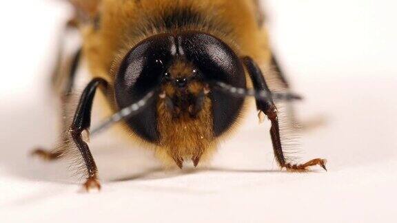 欧洲蜜蜂意大利蜜蜂雄性雄蜂诺曼底实时4K