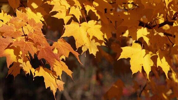 在加拿大魁北克省的特伦布兰特山国家公园秋天森林里黄色和橙色枫叶的特写