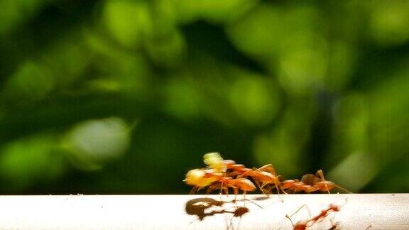 竹上的红蚂蚁
