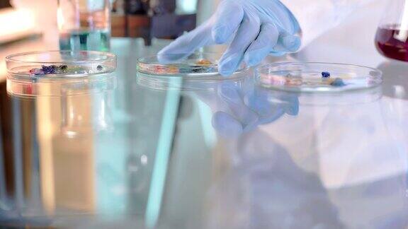 科学家在培养皿中对细菌进行科学实验