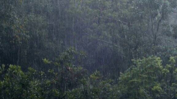 大雨倾泻在森林里