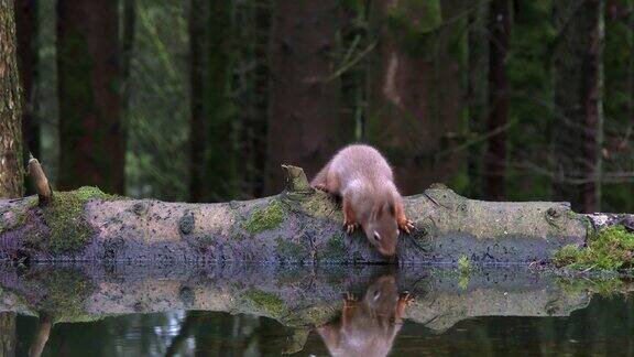 红松鼠在水池里喝水