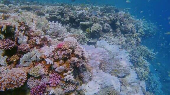 美丽的珊瑚礁上的海洋生物和许多小型热带鱼绿色Chromisviridis(绿色Chromis)在红海-马萨阿拉姆-埃及