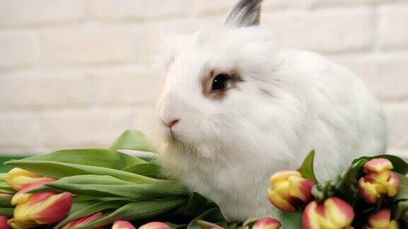 一个白色的兔子站在一束郁金香上的特写