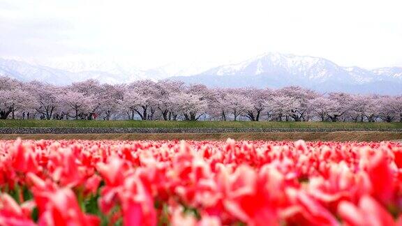 美丽的郁金香田樱花树和雪山背景