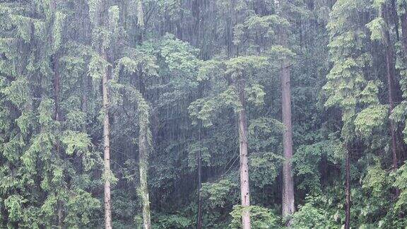 暴雨在森林景观特写镜头