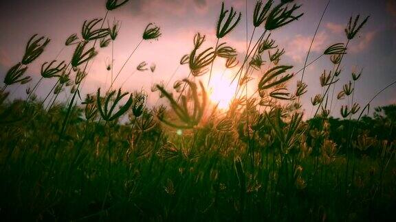 有风的草在日落是美丽的天空和云彩