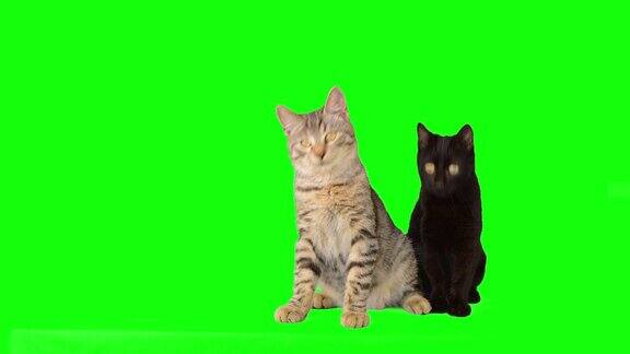 绿色屏幕上的黑斑猫