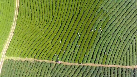 泰国清迈省收获茶园航拍视频