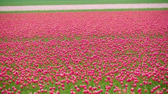 阿姆斯特丹花园里的粉红色郁金香田