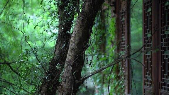 中国古代建筑窗外的树木和植物