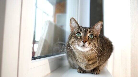 有趣的猫坐在窗台上环顾四周