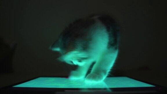 小猫在晚上玩平板电脑