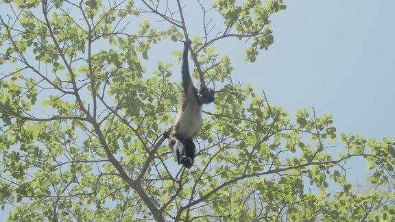 一只蜘蛛猴在墨西哥恰帕斯州苏米德罗峡谷的一棵树上摇摆