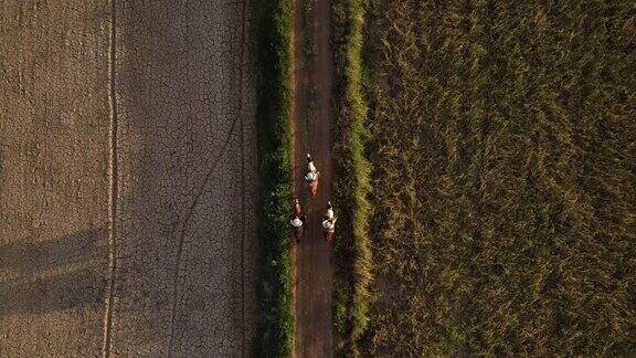 4K群牛仔骑马行走在草地上