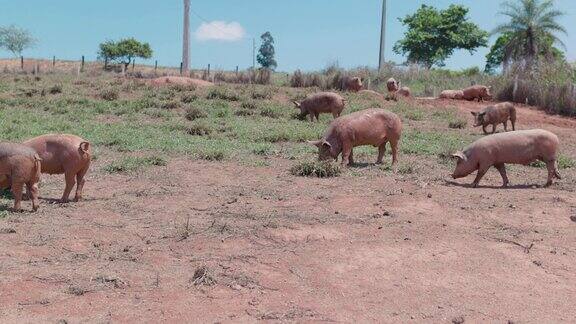 一群猪在田里休息一天在一个阳光明媚的农村农场