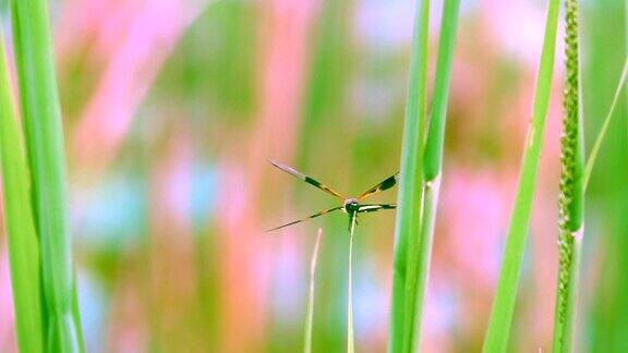 蜻蜓慢镜头上的草和模糊的天空湛蓝的天空和美丽的云彩成虫特征是大而多面的眼睛两对强烈透明的翅膀色斑细长的身体
