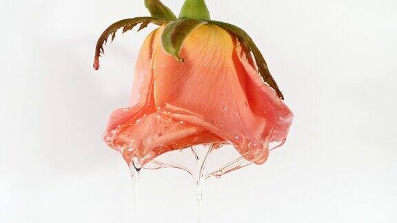 透明化妆品凝胶液体滴油与玫瑰在一个白色的背景生产特写慢动作