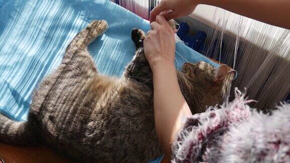 女主人用手把窗帘从猫的爪子下解开