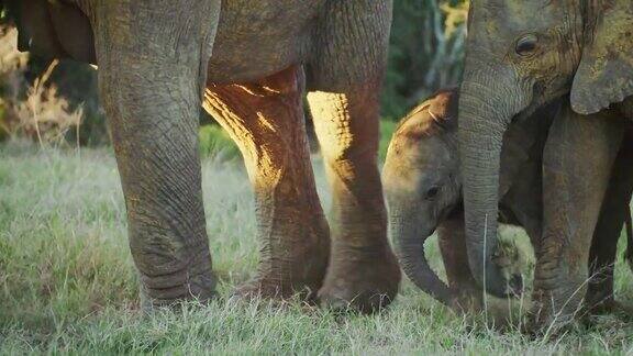 让小象靠近母象的腿