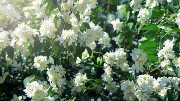 楚布什尼克是一种开白花的观赏灌木