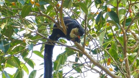 黑巨松鼠在树梢上吃水果