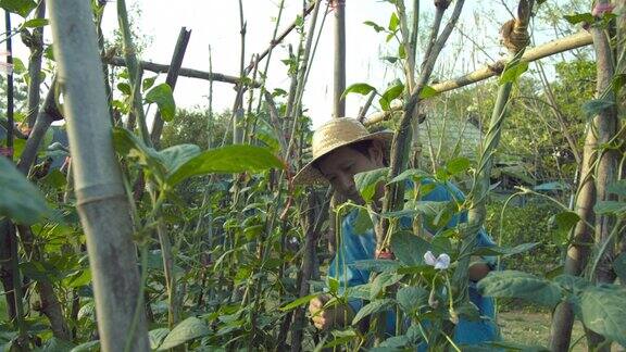 年轻的亚洲男子在农场的菜地里照顾蔬菜