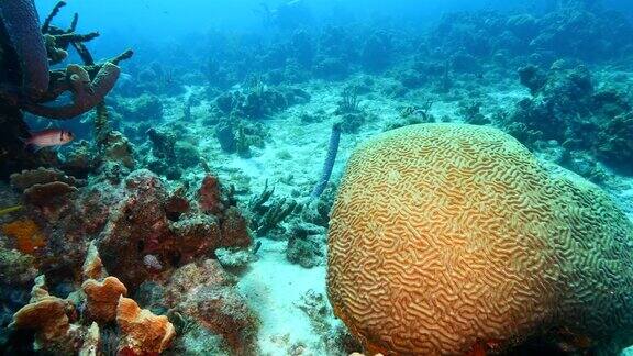 在库拉索岛周围的加勒比海珊瑚礁海景