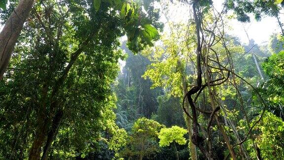 茂密的热带森林有丰富的植物群茂盛的灌木和树木
