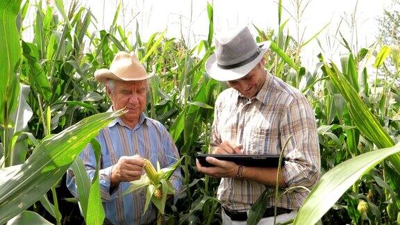 两个农民在玉米地里工作用药片记录结果