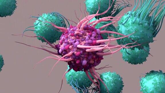 树突状细胞激活T细胞触发免疫反应它们负责保护身体的细胞