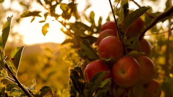 树枝一串红苹果在一个有机果园里种植