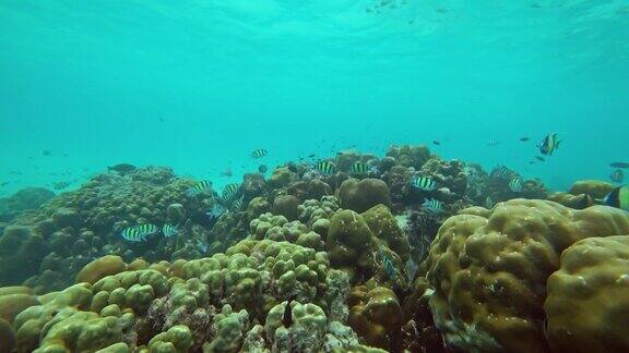 安达曼海的珊瑚和大量的鱼