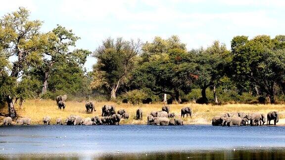 非洲大象纳米比亚非洲狩猎野生动物