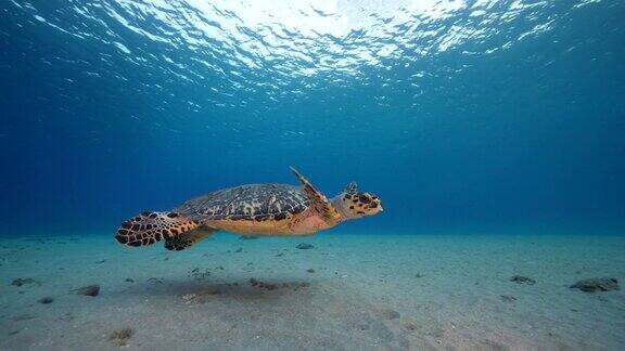 在库拉索岛附近的加勒比海珊瑚礁中的玳瑁海龟