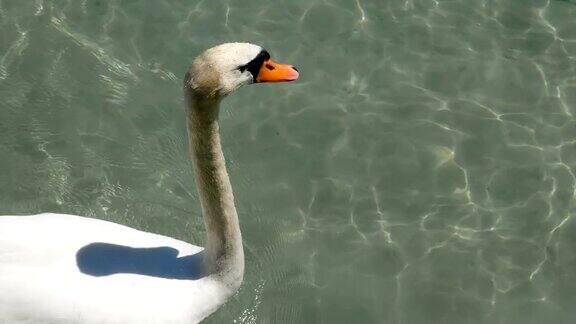 一只天鹅在法国安纳西湖快乐地游泳