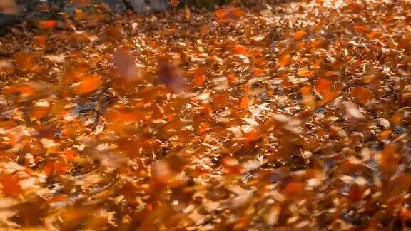 在树叶覆盖的道路上行驶在秋天