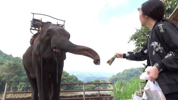 亚洲妇女喂大象