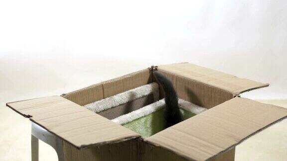 快乐的灰猫在盒子里的新猫树友好地摇着他竖起的尾巴