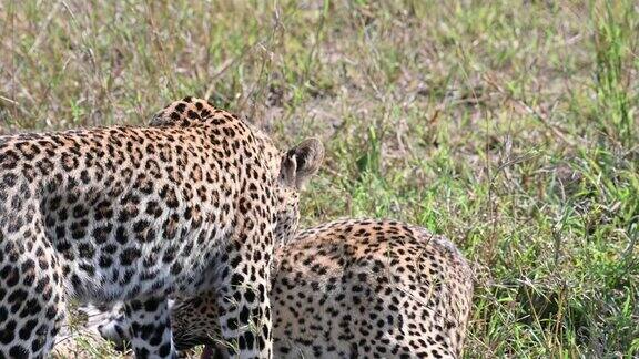 豹妈妈和她的幼崽在草地上亲密无间