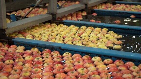 水果加工厂分拣槽中漂浮在水中的苹果