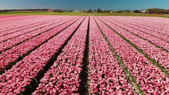 荷兰美丽的花坛