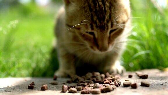 猫在后院吃东西