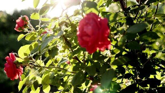 一丛盛开的红玫瑰